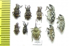 Curculionidae sp.  Russia, Tver reg. - INSECTS-STORE.RU