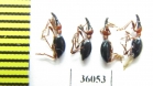 Curculionidae sp.  Thailand - INSECTS-STORE.RU