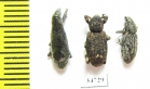 Curculionidae sp.  Ethiopia - INSECTS-STORE.RU