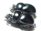 Dichotomius ascanius, pair  Brasilia - INSECTS-STORE.RU
