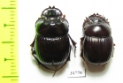 Dichotomius bicuspis, pair  Brasilia - INSECTS-STORE.RU