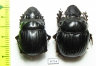 Dichotomius camargoi, pair  Peru - INSECTS-STORE.RU