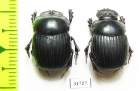 Dichotomius carbonarius, pair  Argentina - INSECTS-STORE.RU
