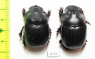 Dichotomius divergens, pair  Equador - INSECTS-STORE.RU