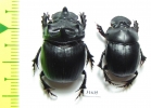 Dichotomius quinquidens, pair  Equador - INSECTS-STORE.RU