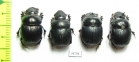 Dichotomius semiaeneus  Paraguay - INSECTS-STORE.RU
