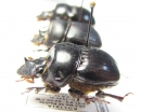 Dichotomius sp., pair  Bolivia - INSECTS-STORE.RU