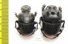 Attavicinus monstrosus, pair  Mexico (myrmecophilous) - INSECTS-STORE.RU