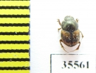 Onthophagus sp.  Mexico  - INSECTS-STORE.RU