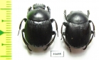 Deltochilum furcatum  Argentina - INSECTS-STORE.RU