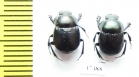 Scarabaeinae sp.  Ecuador - INSECTS-STORE.RU