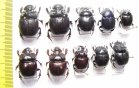 Scarabaeinae sp.  Peru - INSECTS-STORE.RU