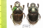 Scarabaeinae sp., pair  Togo - INSECTS-STORE.RU