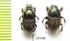 Scarabaeinae sp.  South Africa Rep. - INSECTS-STORE.RU