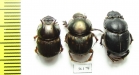 Scarabaeinae sp.  Thailand - INSECTS-STORE.RU