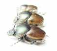 Digitonthophagus sp., pair  Sudan - INSECTS-STORE.RU