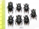 Onthophagus amyntas, pair  Turkey - INSECTS-STORE.RU