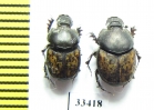 Onthophagus conspersus, pair  Afghanistan - INSECTS-STORE.RU