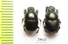 Onthophagus dama, pair  India - INSECTS-STORE.RU