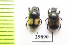 Onthophagus dorsosignatus, pair  Iran, Kerman prov. - INSECTS-STORE.RU