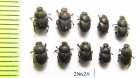 Onthophagus furcatus, pair  Russia, Ingushetia reg. - INSECTS-STORE.RU