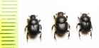 Onthophagus joannae, O.? angorensis  Turkey - INSECTS-STORE.RU