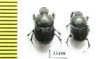 Onthophagus kabulicus  Afghanistan - INSECTS-STORE.RU