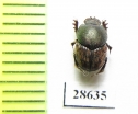 Onthophagus minax  Congo - INSECTS-STORE.RU