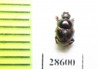 Onthophagus notatus  Burkina Faso - INSECTS-STORE.RU