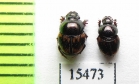 Onthophagus notatus  Burkina Faso - INSECTS-STORE.RU