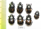 Onthophagus pygargus, pair  Uzbekistan - INSECTS-STORE.RU