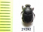 Onthophagus semicornis  Ukraina - INSECTS-STORE.RU