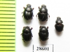 Onthophagus sp.  Burkina Faso - INSECTS-STORE.RU