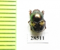 Onthophagus sp.  Madagascar - INSECTS-STORE.RU