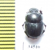 Onthophagus sp.  Mali - INSECTS-STORE.RU