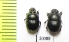 Onthophagus sp.  Mali - INSECTS-STORE.RU