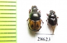 Onthophagus sp.  Namibia - INSECTS-STORE.RU