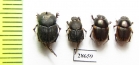 Onthophagus sp.  Namibia - INSECTS-STORE.RU