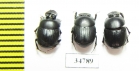 Onthophagus sp., pair  Ethiopia - INSECTS-STORE.RU