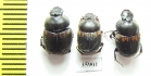 Onthophagus sp., pair  Tanzania - INSECTS-STORE.RU