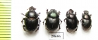 Onthophagus sp.  South Africa Rep. - INSECTS-STORE.RU