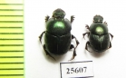 Onthophagus sp.  South Africa Rep. - INSECTS-STORE.RU