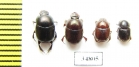 Onthophagus sp.  Sudan - INSECTS-STORE.RU