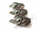 Onthophagus taurus, pair  Russia, Volgograd reg. - INSECTS-STORE.RU
