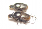 Onthophagus transcaspicus, pair  Iran, Sistan prov. - INSECTS-STORE.RU