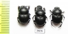 Onthophagus uniformis  Russia, Far East - INSECTS-STORE.RU