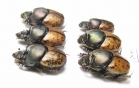 Onthophagus vacca, pair  Iran, E.Azerbaijan prov. - INSECTS-STORE.RU