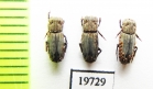 Aphodiinae sp.  Malaysia, Borneo - INSECTS-STORE.RU
