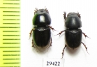 Aphodiinae sp., pair  Togo - INSECTS-STORE.RU