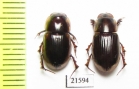 Aphodiinae sp., pair  Zambia - INSECTS-STORE.RU